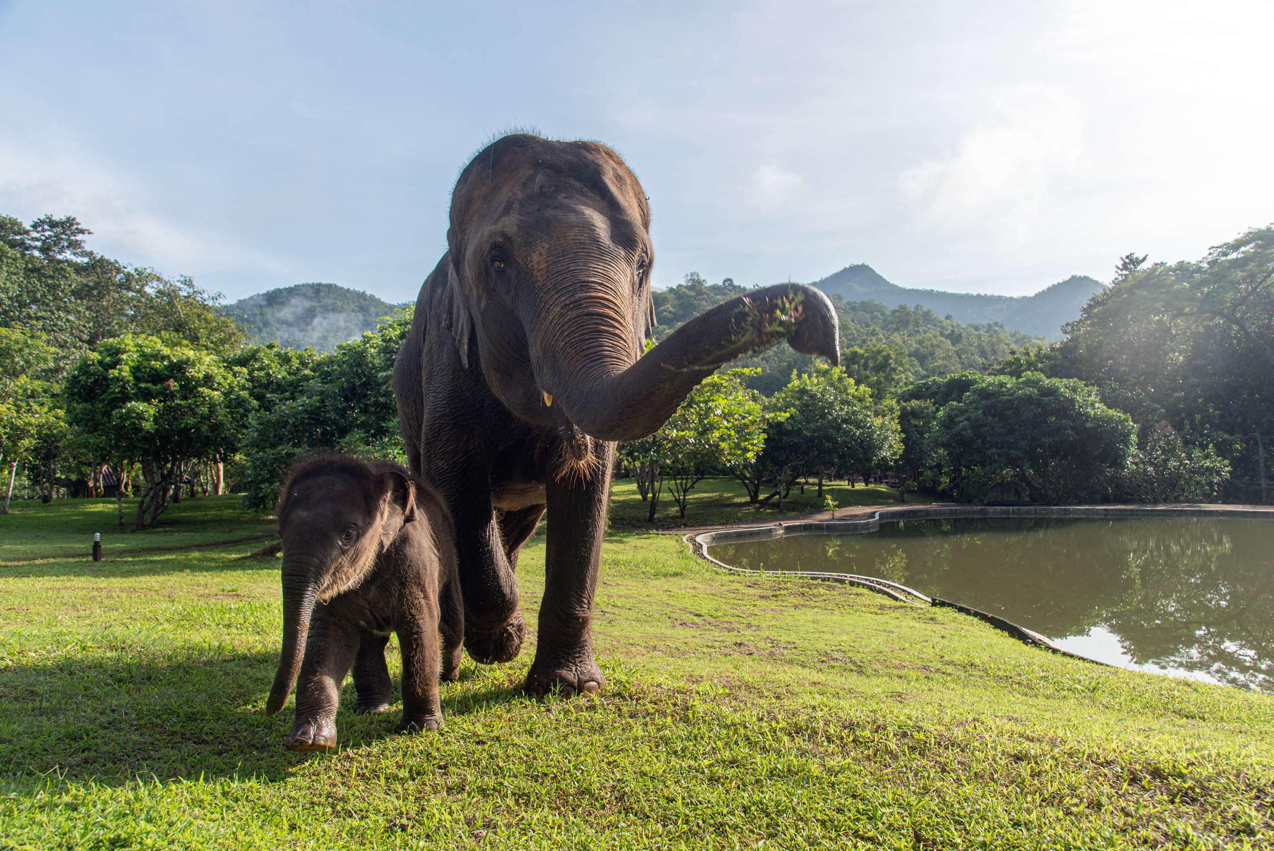 Elephant Resort Chiang Mai