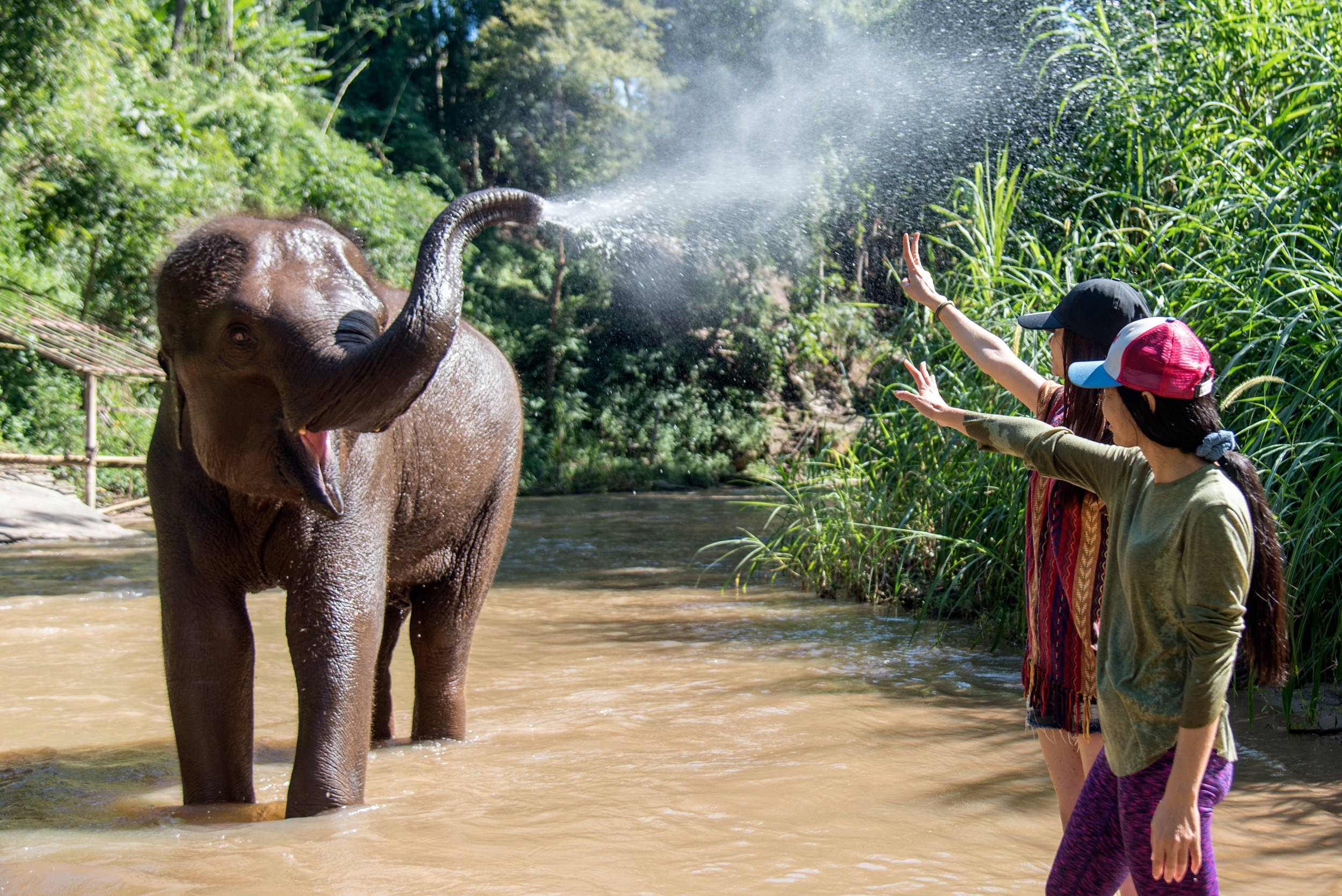 Elephant shower chiang mai